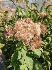 Eutrochium purpureum