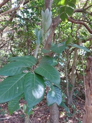 Aglaia rimosa
