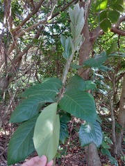 Aglaia rimosa