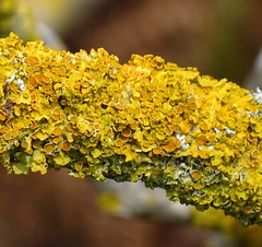 Xanthoria