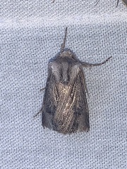 Agrotis venerabilis