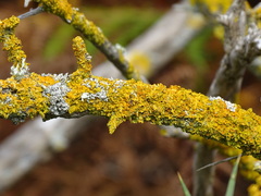 Xanthoria