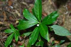 Rauvolfia verticillata