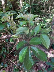 Aglaia rimosa
