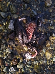 Nannopterum brasilianum