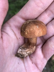 Gyroporus castaneus