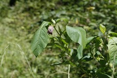 Atropa belladonna