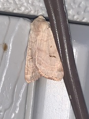 Dichagyris variabilis