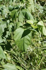 Atropa belladonna