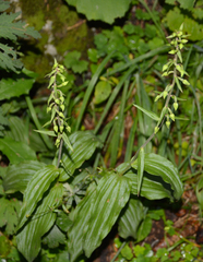 Epipactis