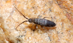 Entomobryidae