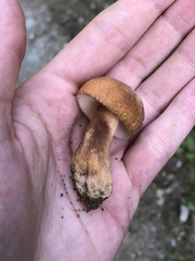 Gyroporus castaneus
