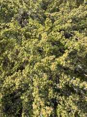 Cliffortia ruscifolia