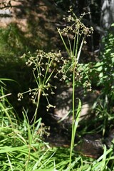 Scirpus microcarpus