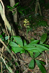 Cephalantheropsis obcordata
