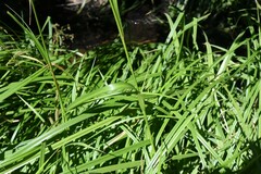 Scirpus microcarpus