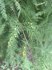 Taxodiomyia