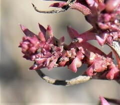 Suaeda calceoliformis