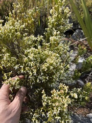 Erica lutea