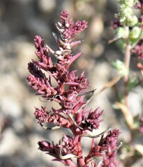 Suaeda calceoliformis