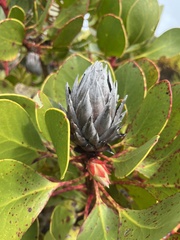 Protea cynaroides