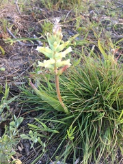 Lachenalia orchioides