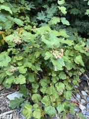 Physocarpus