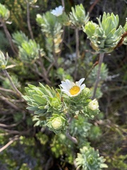 Osmitopsis asteriscoides