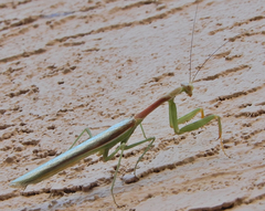 Stagmomantis limbata
