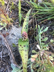 Lachenalia orchioides