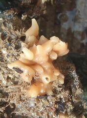 Calcarea