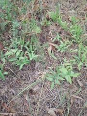 Polygonatum odoratum