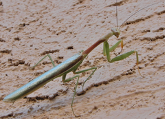 Stagmomantis limbata