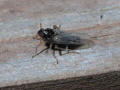 Pissonotus piceus
