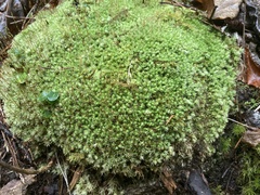 Leucobryum