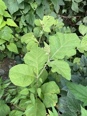 Solanum jamaicense