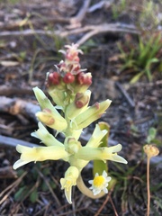 Lachenalia orchioides