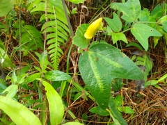 Passiflora citrina