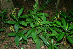 Cephalantheropsis obcordata