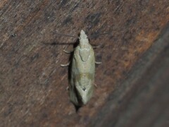 Platphalonidia magdalenae