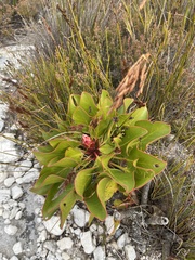 Protea cynaroides