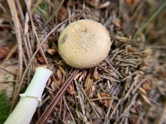 Amanita multisquamosa
