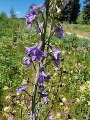 Delphinium glaucum