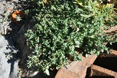 Polygonum arenastrum