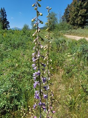 Delphinium glaucum