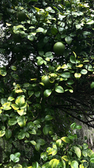 Citrus trifoliata