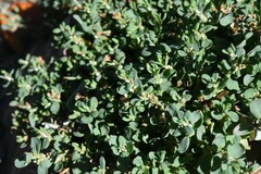 Polygonum arenastrum