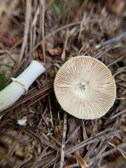 Amanita multisquamosa