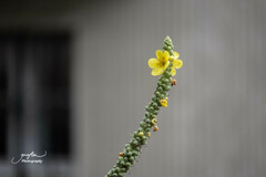 Verbascum densiflorum