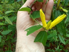 Passiflora citrina